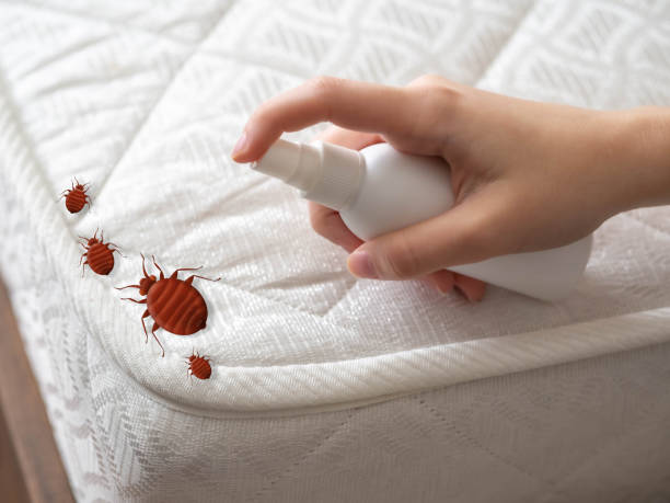 Best Spider Control Near Me  in Meadowlakes, TX