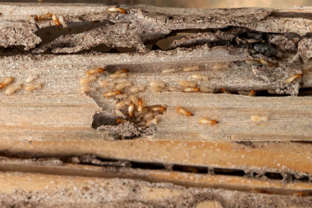 Best Affordable Pest Control Services  in Meadowlakes, TX